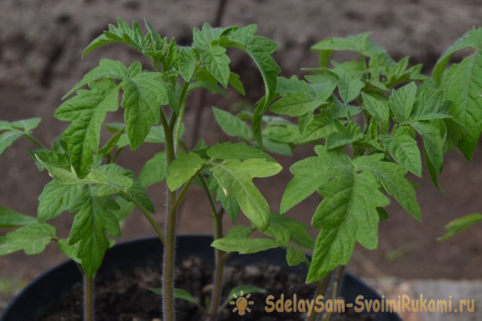 Все тонкости и секреты правильной посадки помидор на рассаду