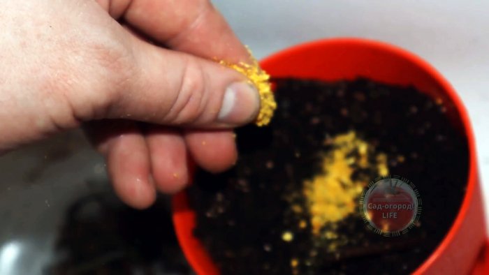 Как сделать удобрение от щепотки которого стебли ваших растений будут сильными и здоровыми