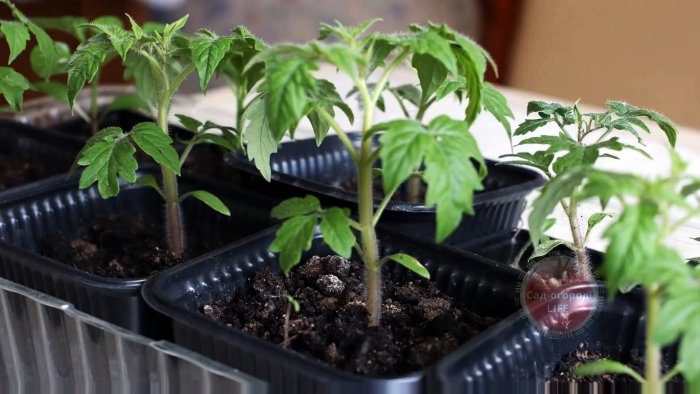 Как сделать удобрение от щепотки которого стебли ваших растений будут сильными и здоровыми