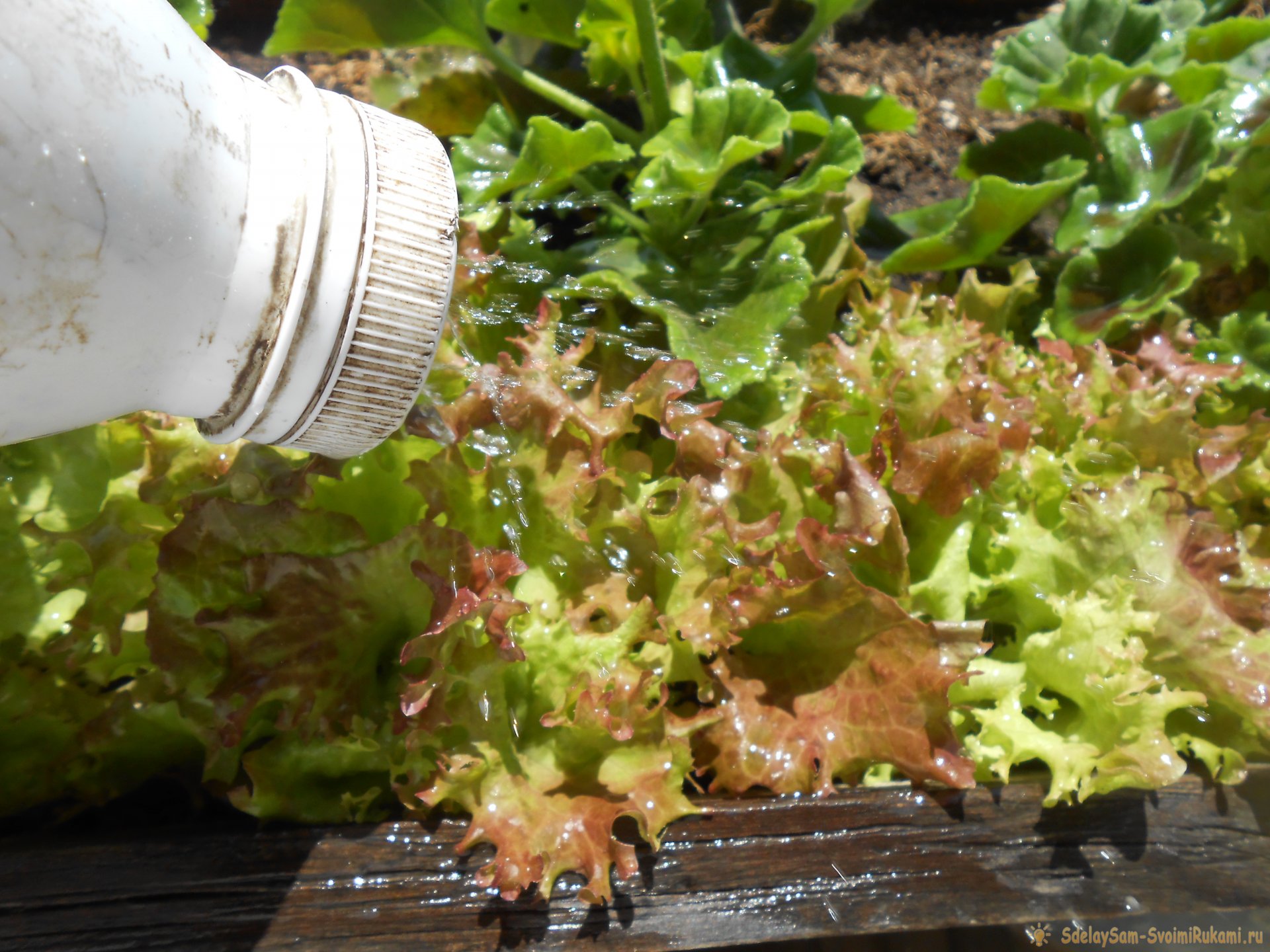 Выращивание листового салата в домашних условиях. Полный отчет от выбора семян до результата