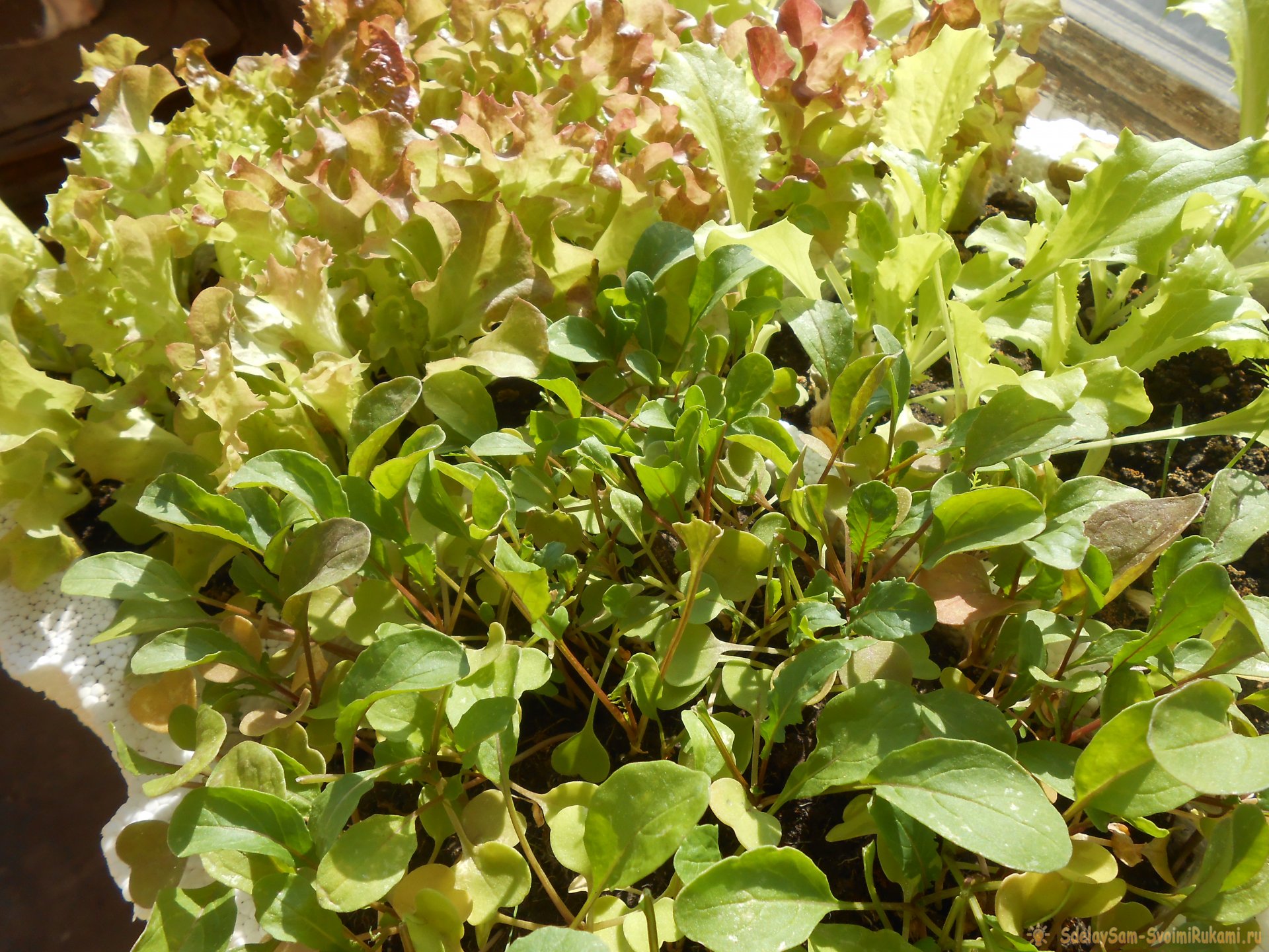 Выращивание листового салата в домашних условиях. Полный отчет от выбора семян до результата