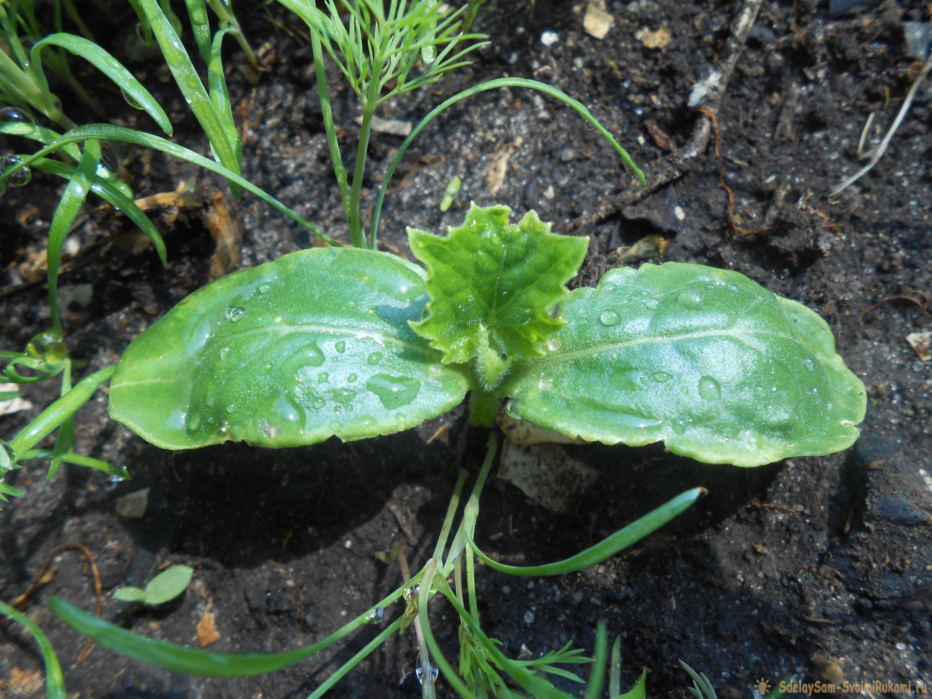 Лайфхак садоводу: Стимуляция корнеобразования рассады с помощью янтарной кислоты