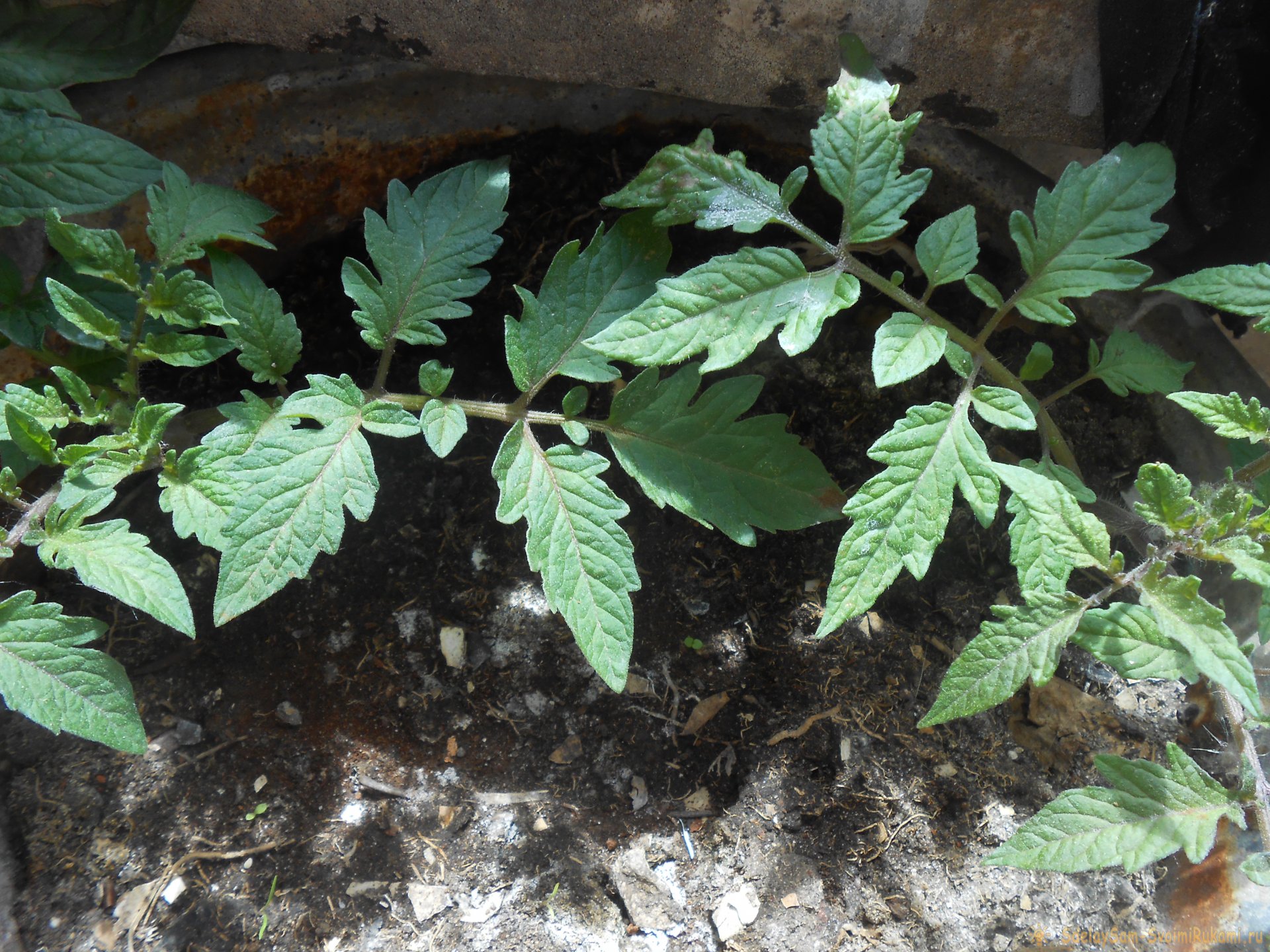 Лайхфак садоводу: Стимуляция корнеобразования рассады с помощью янтарной кислоты