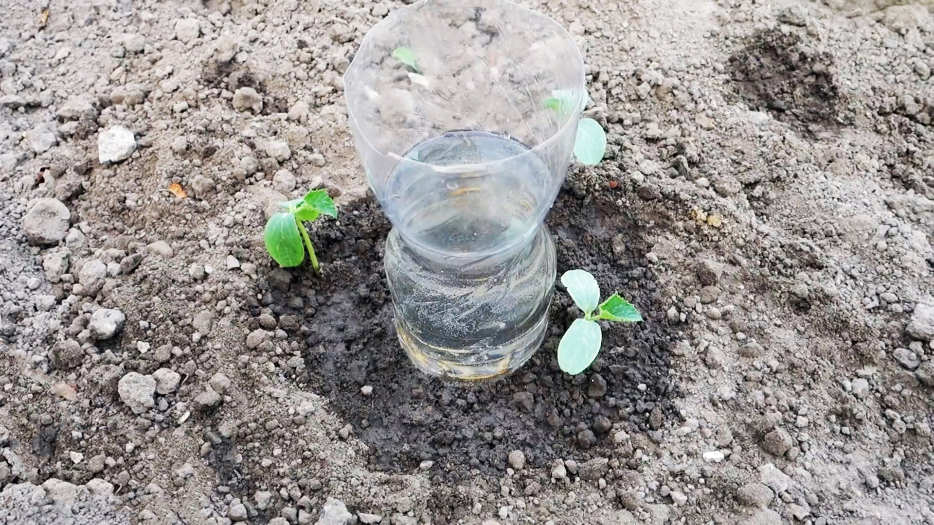Система корневого полива из ПЭТ бутылки поможет растениям и сэкономит вам воду