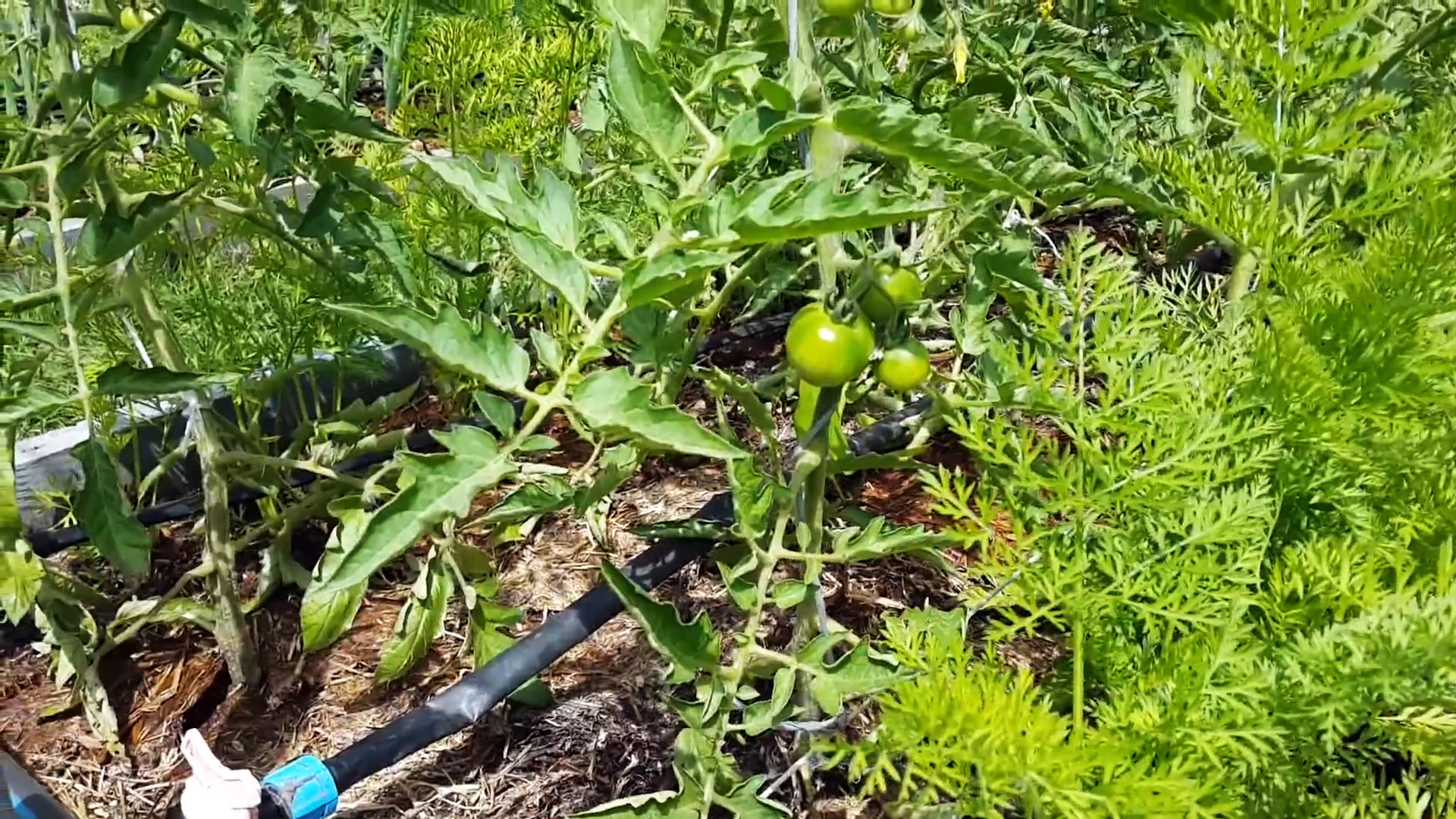Выращивание томатов методом И.М. Маслова