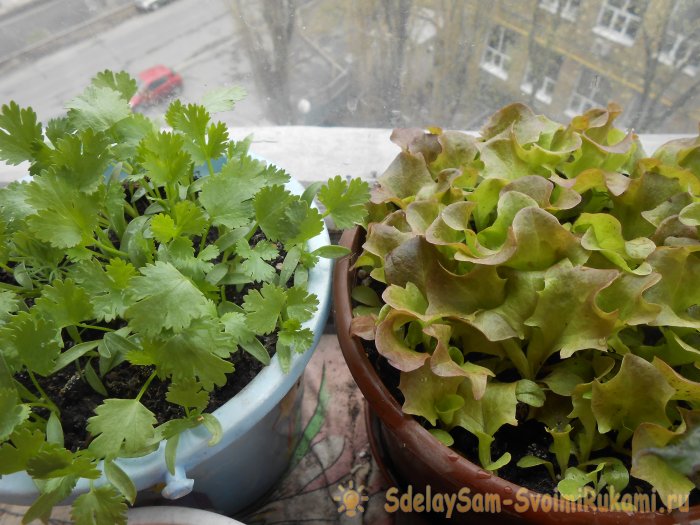 Выращивание листового салата в домашних условиях Полный отчет от выбора семян до результата