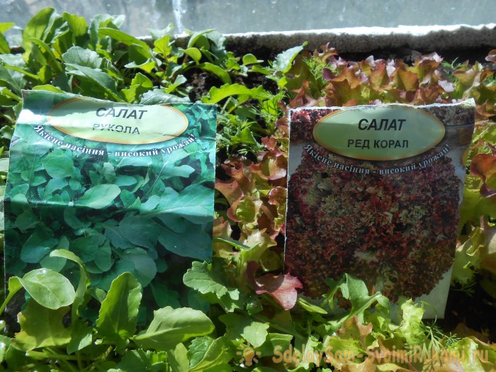 Выращивание листового салата в домашних условиях Полный отчет от выбора семян до результата