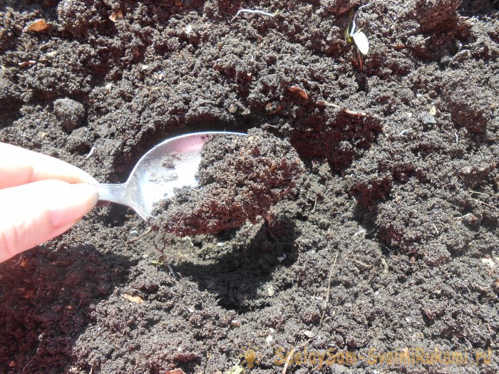 Выращивание листового салата в домашних условиях Полный отчет от выбора семян до результата