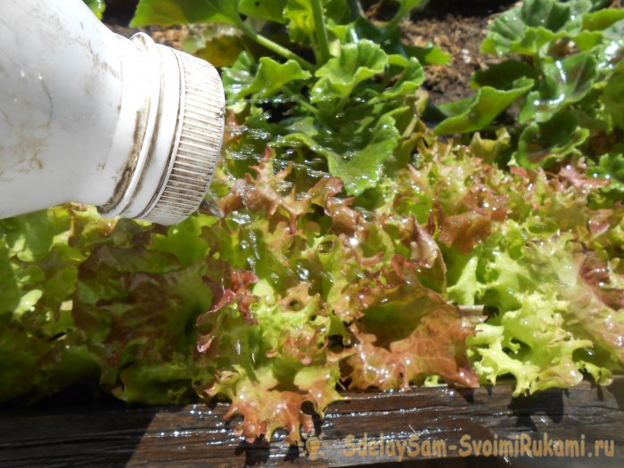 Выращивание листового салата в домашних условиях Полный отчет от выбора семян до результата