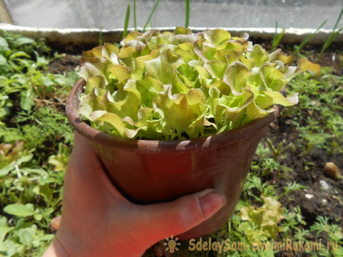 Выращивание листового салата в домашних условиях Полный отчет от выбора семян до результата