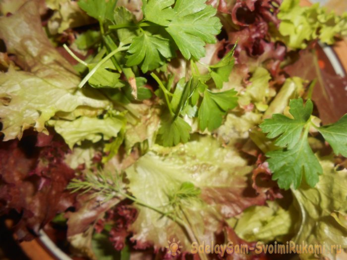 Выращивание листового салата в домашних условиях Полный отчет от выбора семян до результата