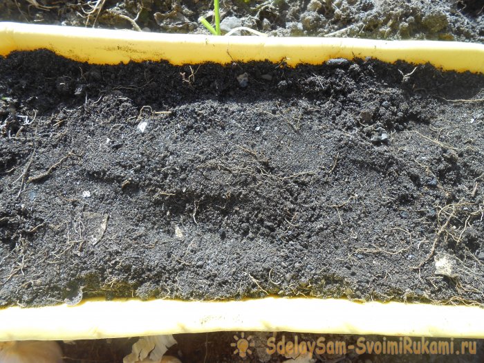 Выращивание листового салата в домашних условиях Полный отчет от выбора семян до результата