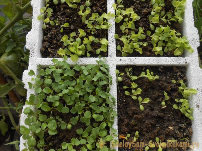 Выращивание листового салата в домашних условиях Полный отчет от выбора семян до результата