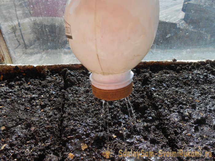 Выращивание листового салата в домашних условиях Полный отчет от выбора семян до результата