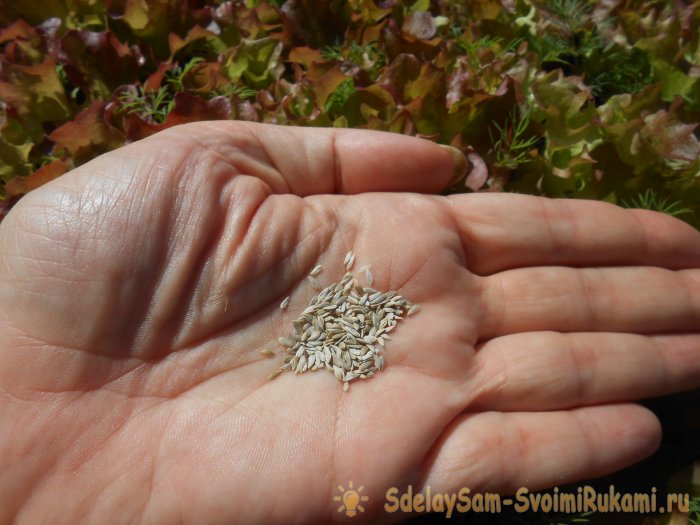 Выращивание листового салата в домашних условиях Полный отчет от выбора семян до результата