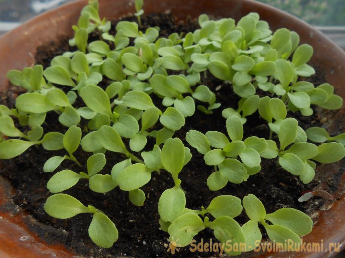 Выращивание листового салата в домашних условиях Полный отчет от выбора семян до результата