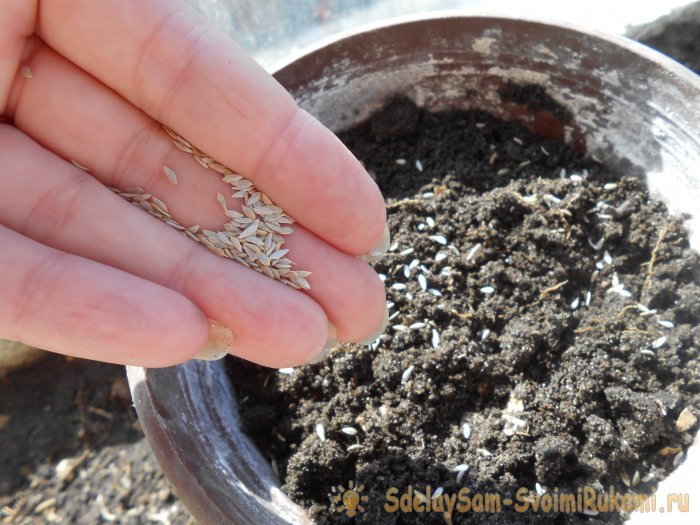 Выращивание листового салата в домашних условиях Полный отчет от выбора семян до результата