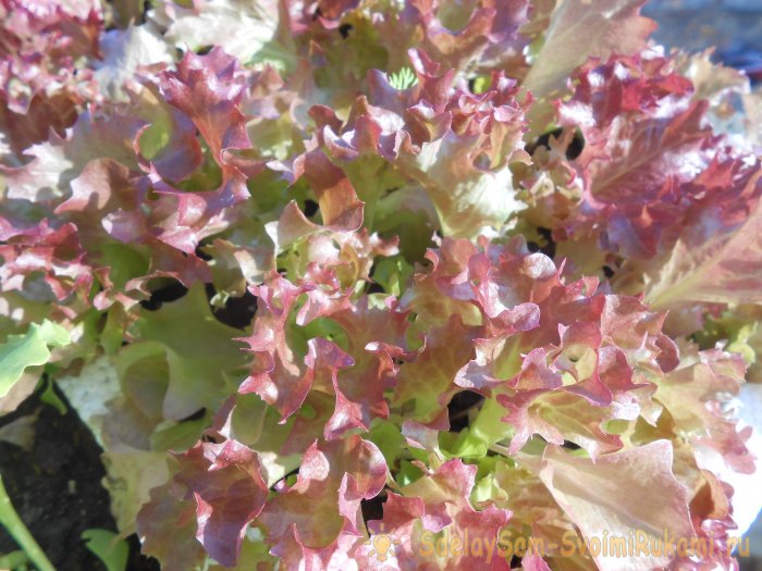 Выращивание листового салата в домашних условиях Полный отчет от выбора семян до результата