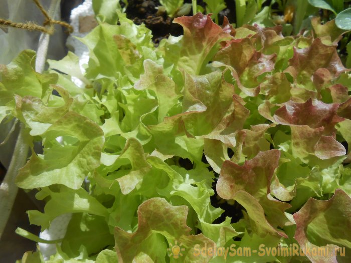 Выращивание листового салата в домашних условиях Полный отчет от выбора семян до результата