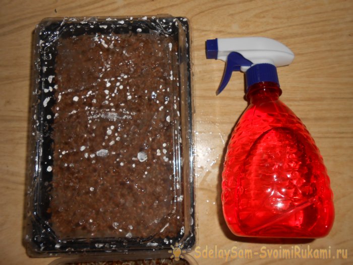 Выращивание листового салата в домашних условиях Полный отчет от выбора семян до результата