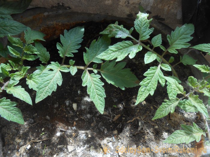 Лайфхак садоводу Стимуляция корнеобразования рассады с помощью янтарной кислоты