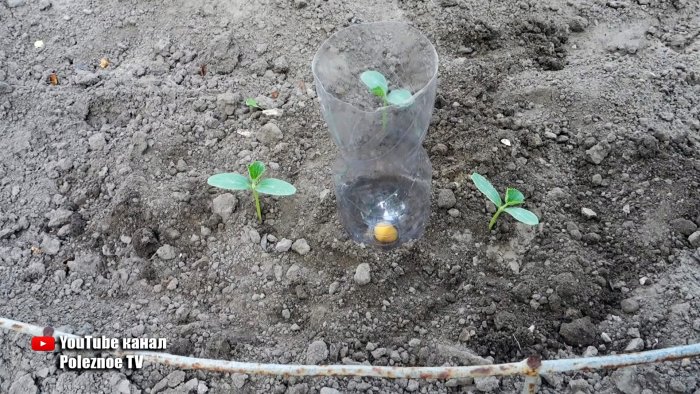 Система корневого полива из ПЭТ бутылки поможет растениям и сэкономит вам воду