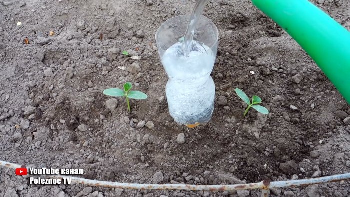 Система корневого полива из ПЭТ бутылки поможет растениям и сэкономит вам воду
