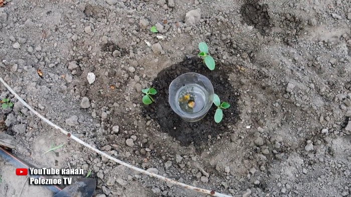 Система корневого полива из ПЭТ бутылки поможет растениям и сэкономит вам воду