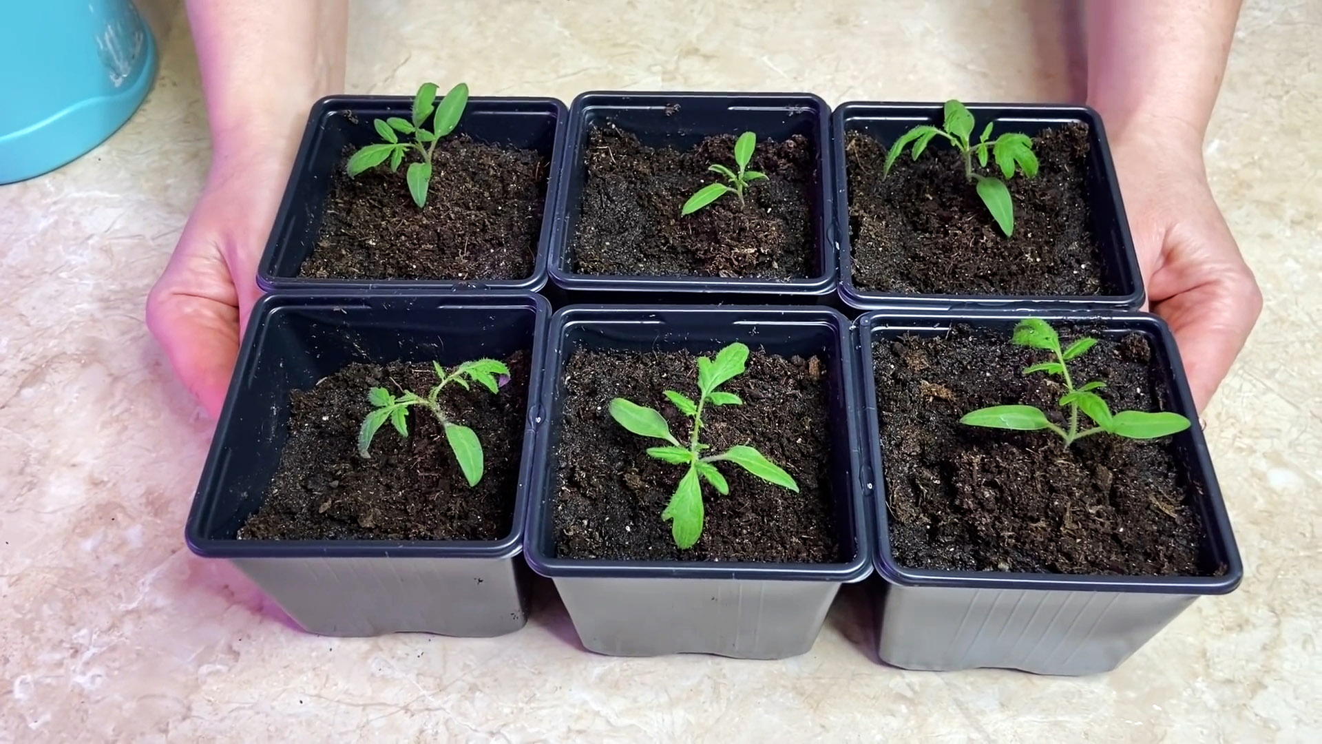 Как заставить расти корень рассады помидоров после пикировки