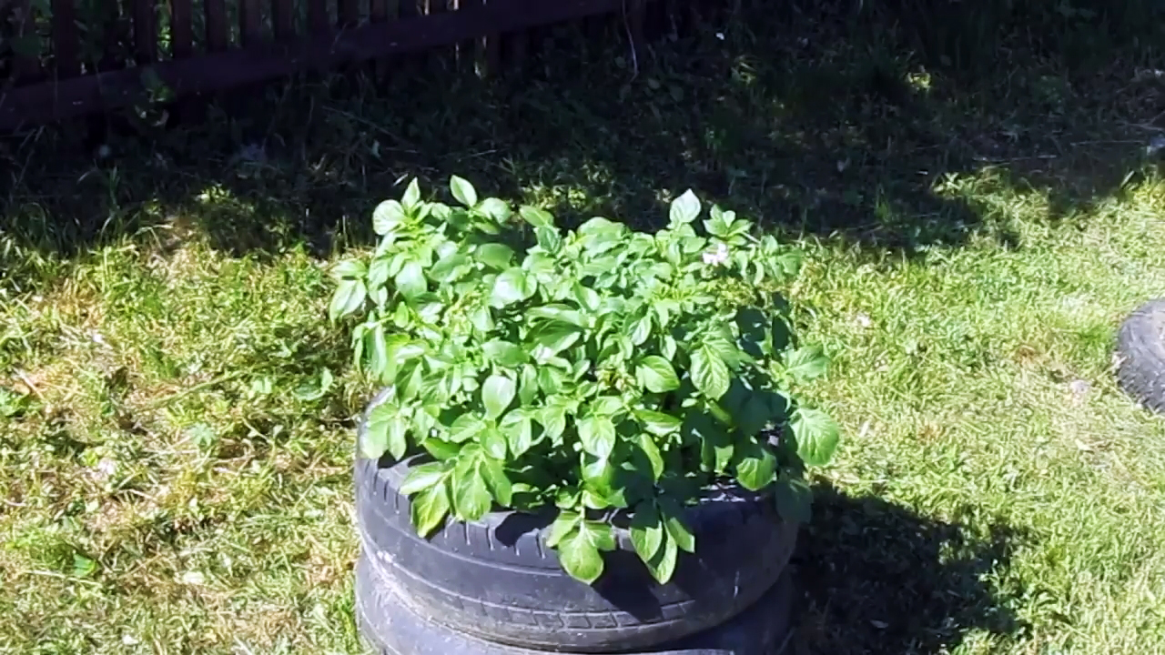 Как выращивать картофель в покрышках и насколько это эффективно