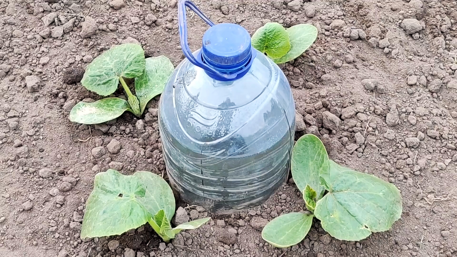 Простейший капельный полив из пластиковой бутыли для крепкого урожая