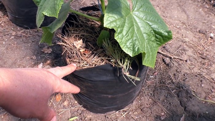 3 варианта посадки огурцов в теплицу для урожайности на весь сезон