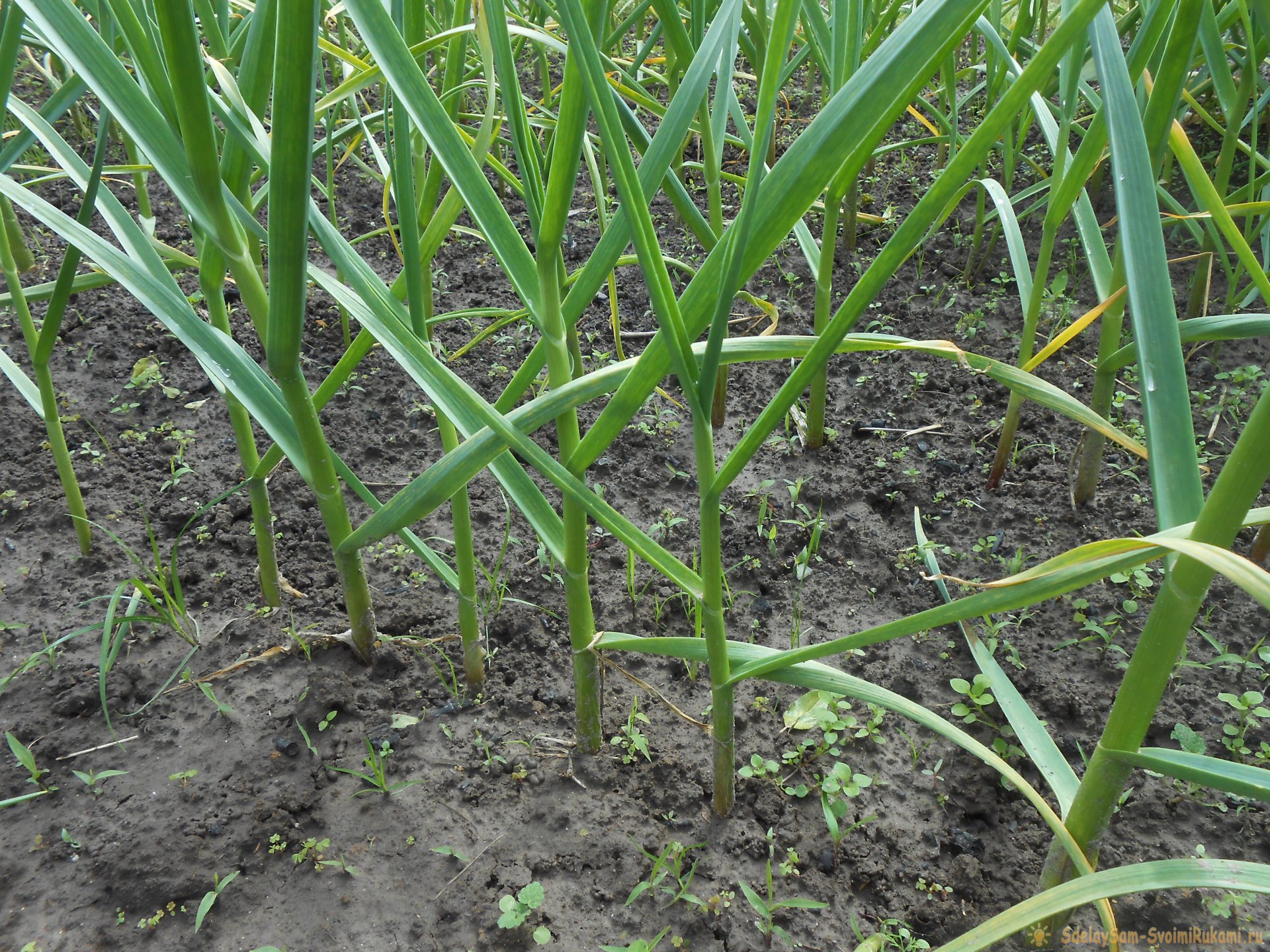 Подкормка чеснока в мае для большого урожая. Закваска для улучшения микробиологической обстановки в почве