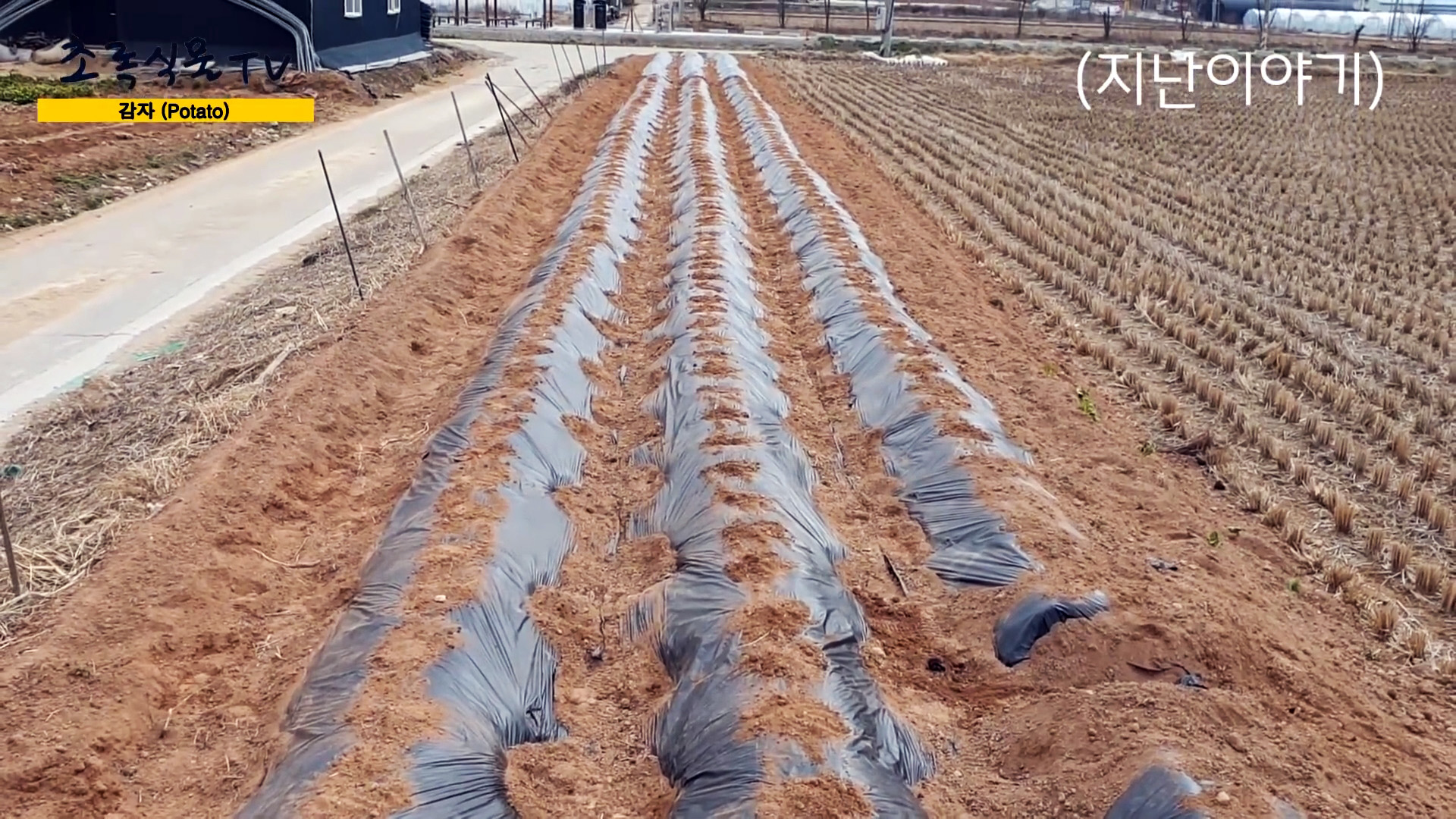 Новый способ выращивания картофеля без прополки и окучивания