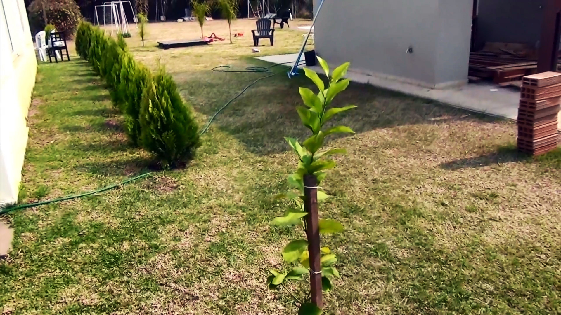 Система корневого полива из ПВХ трубы с которой дерево будет расти в 3 раза быстрее