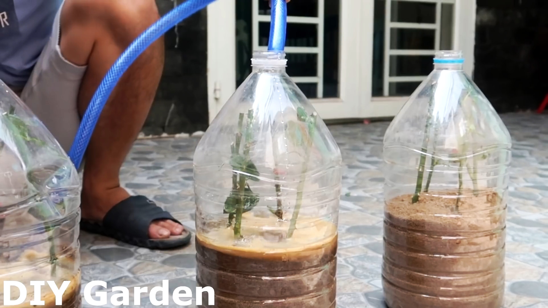 Эффективное укоренение розы при помощи пластиковой бутылки
