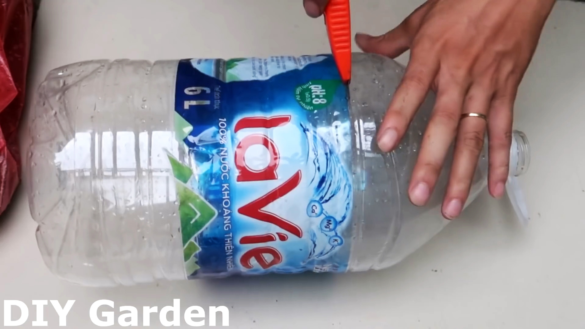 Эффективное укоренение розы при помощи пластиковой бутылки