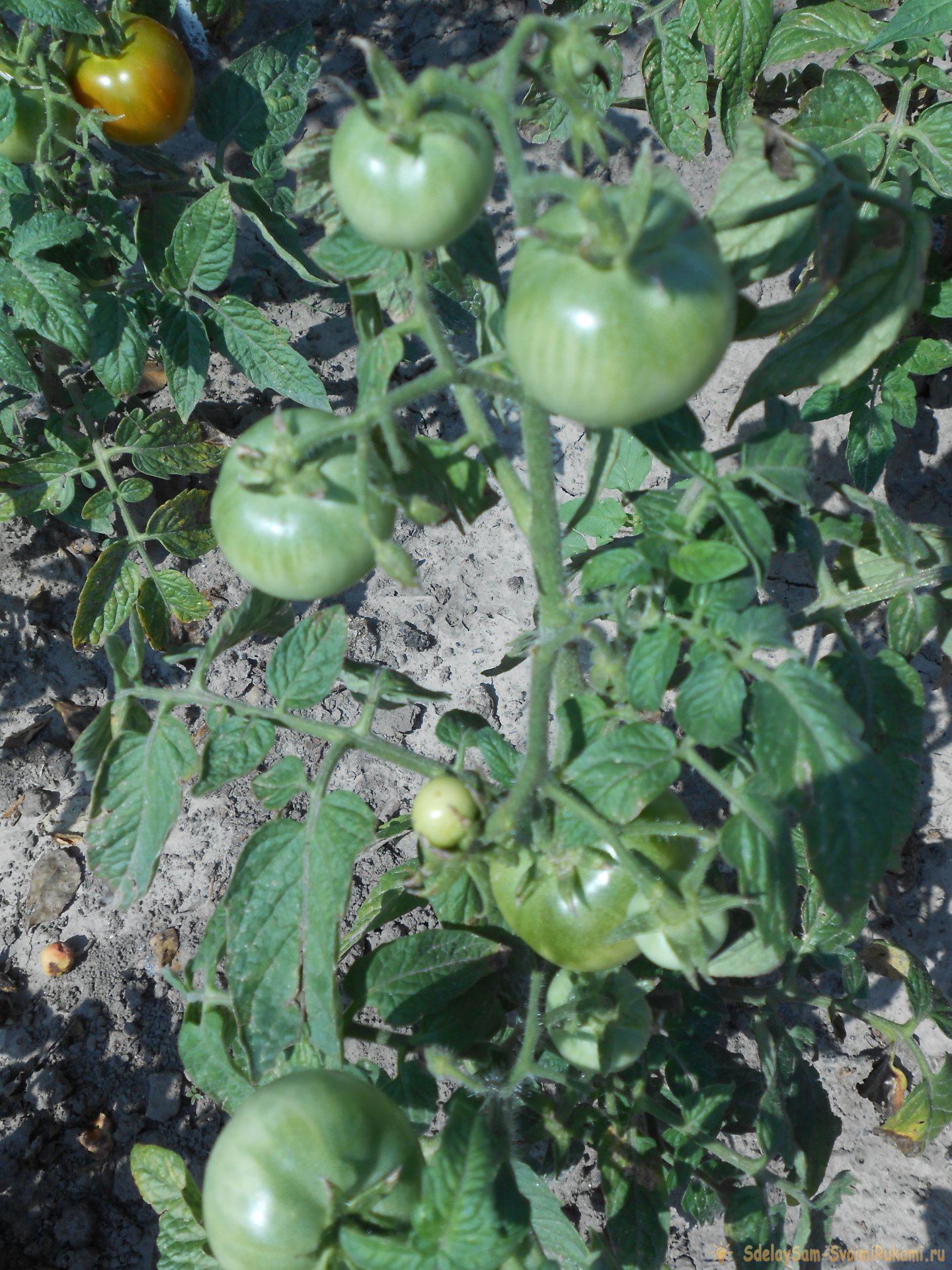 Чем подкормить томаты в середине лета для большого урожая