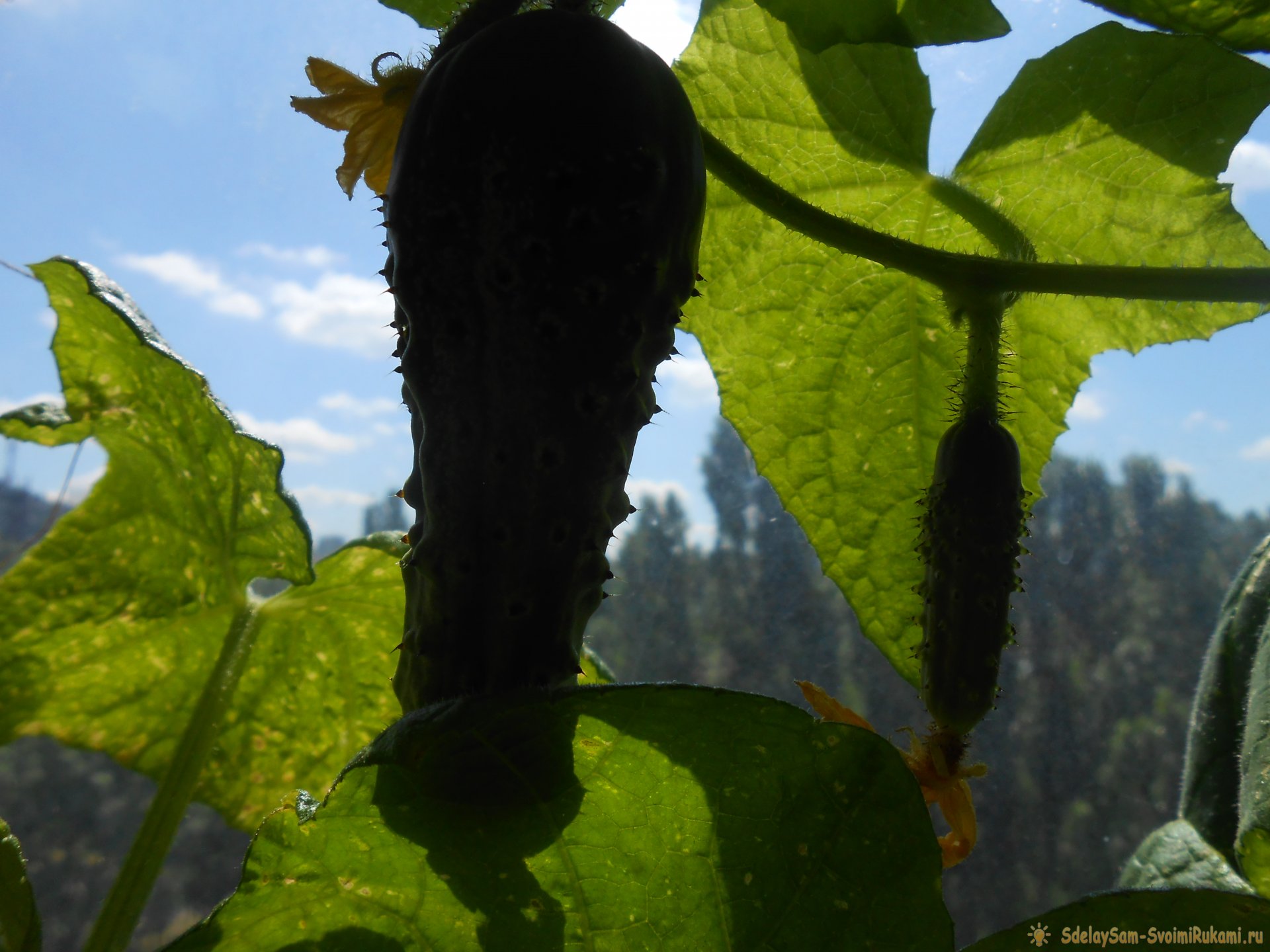 Чем подкормить огурцы в середине лета для повышения урожайности
