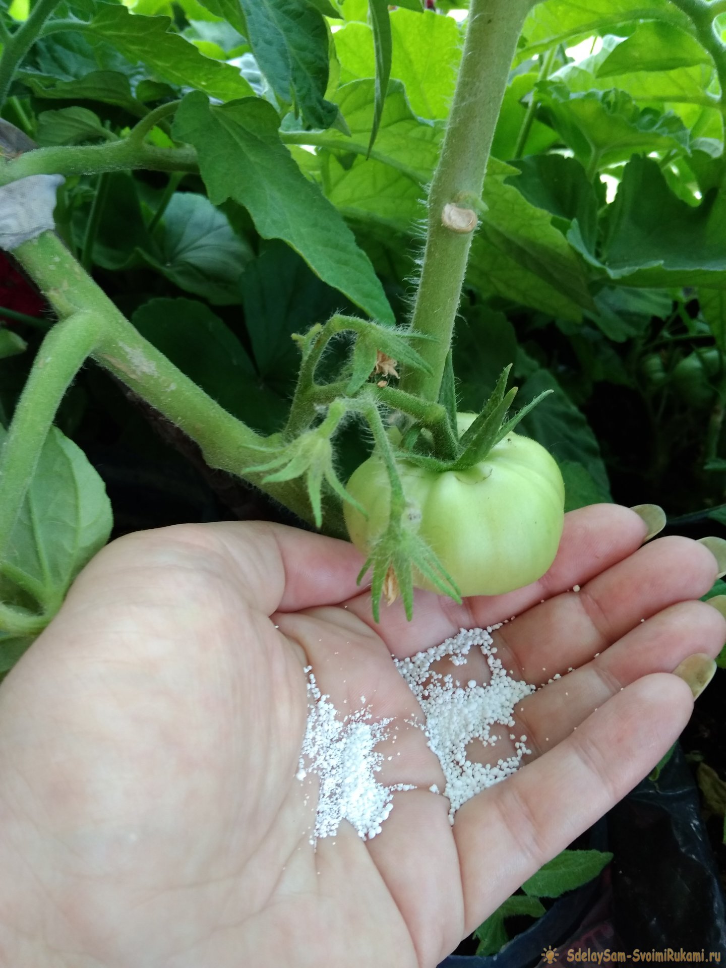 Схема подкормки томатов в период активного плодоношения для большого урожая