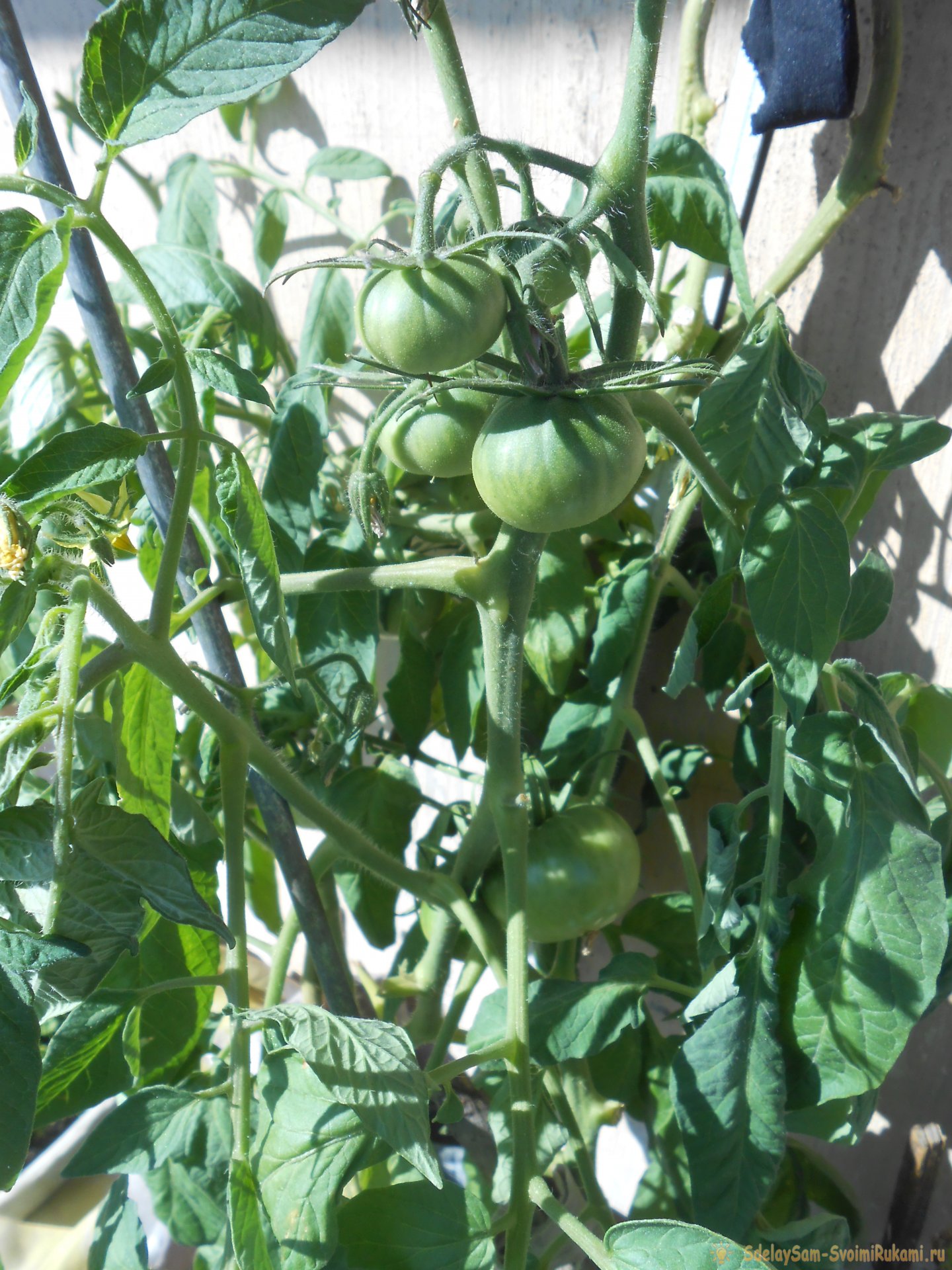 Схема подкормки томатов в период активного плодоношения для большого урожая