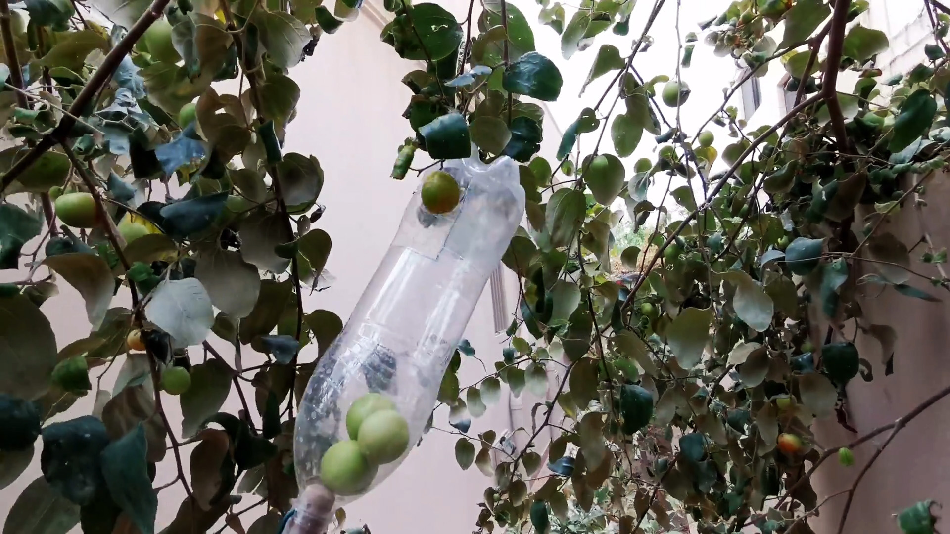 Как сделать простейший сборщик фруктов с высоких веток из ПЭТ бутылки
