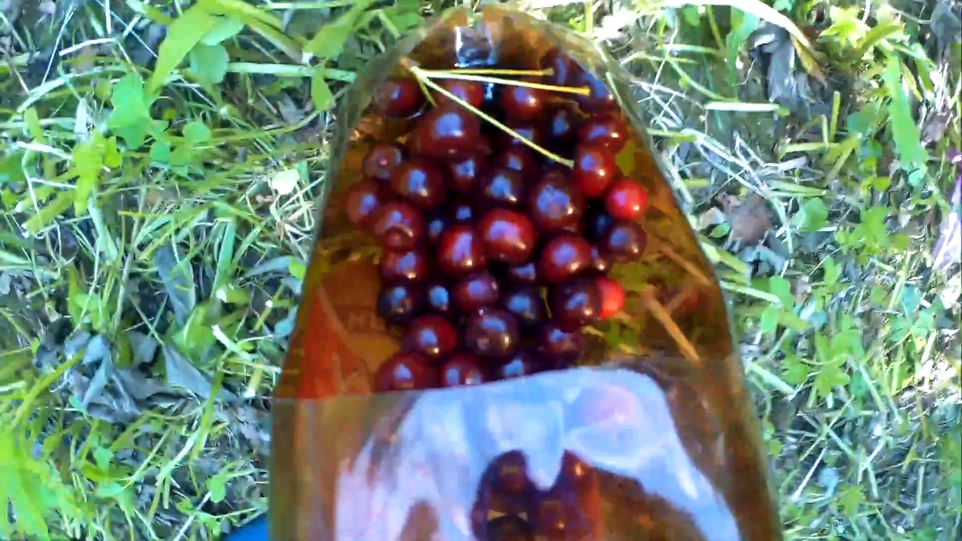Приспособление для сбора вишни из бутылки своими руками за 5 мин