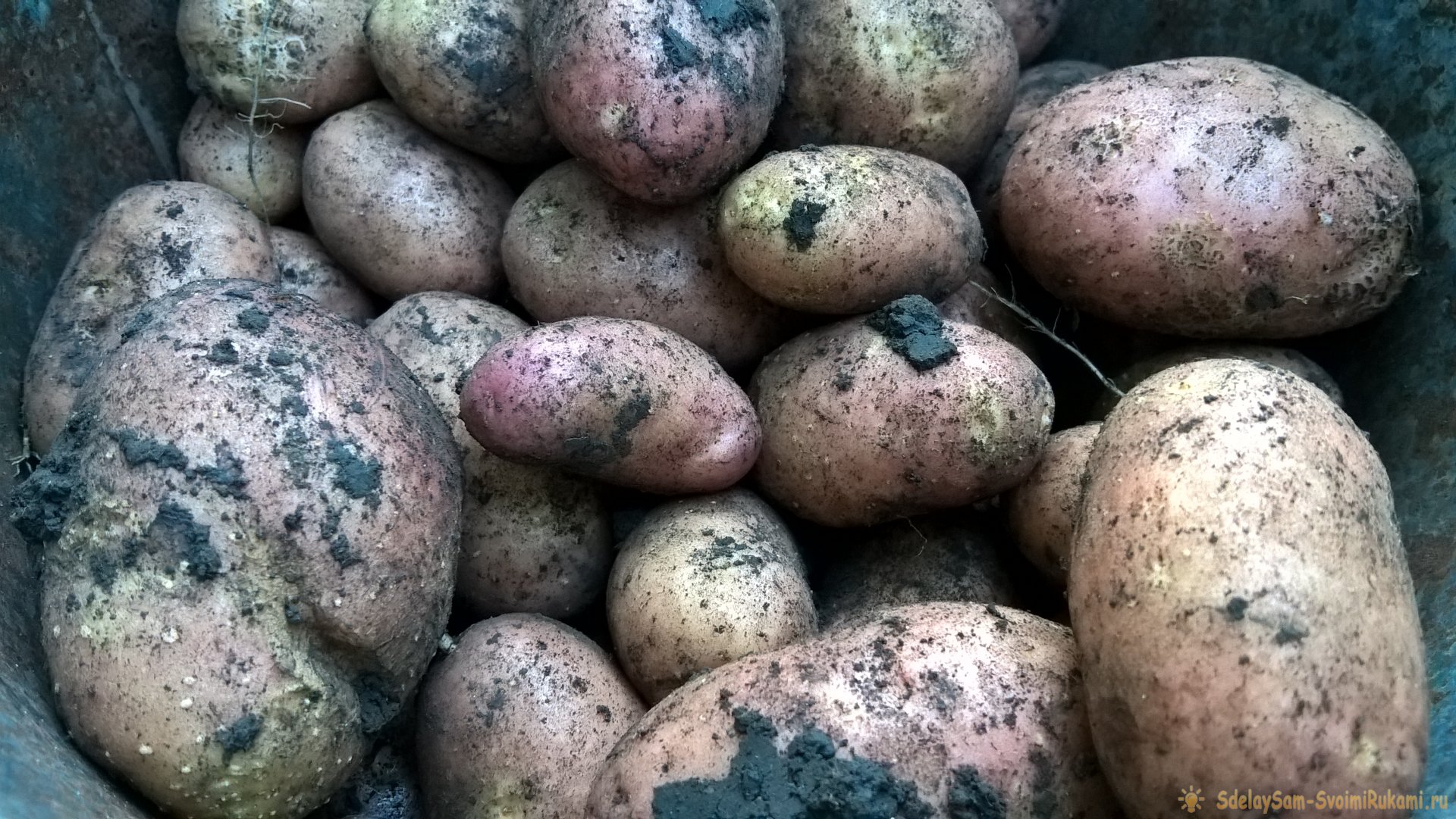 Августовская уборка картофеля. Главное – о предварительной подготовке, правилах выкапывания и секретах зимнего хранения клубней
