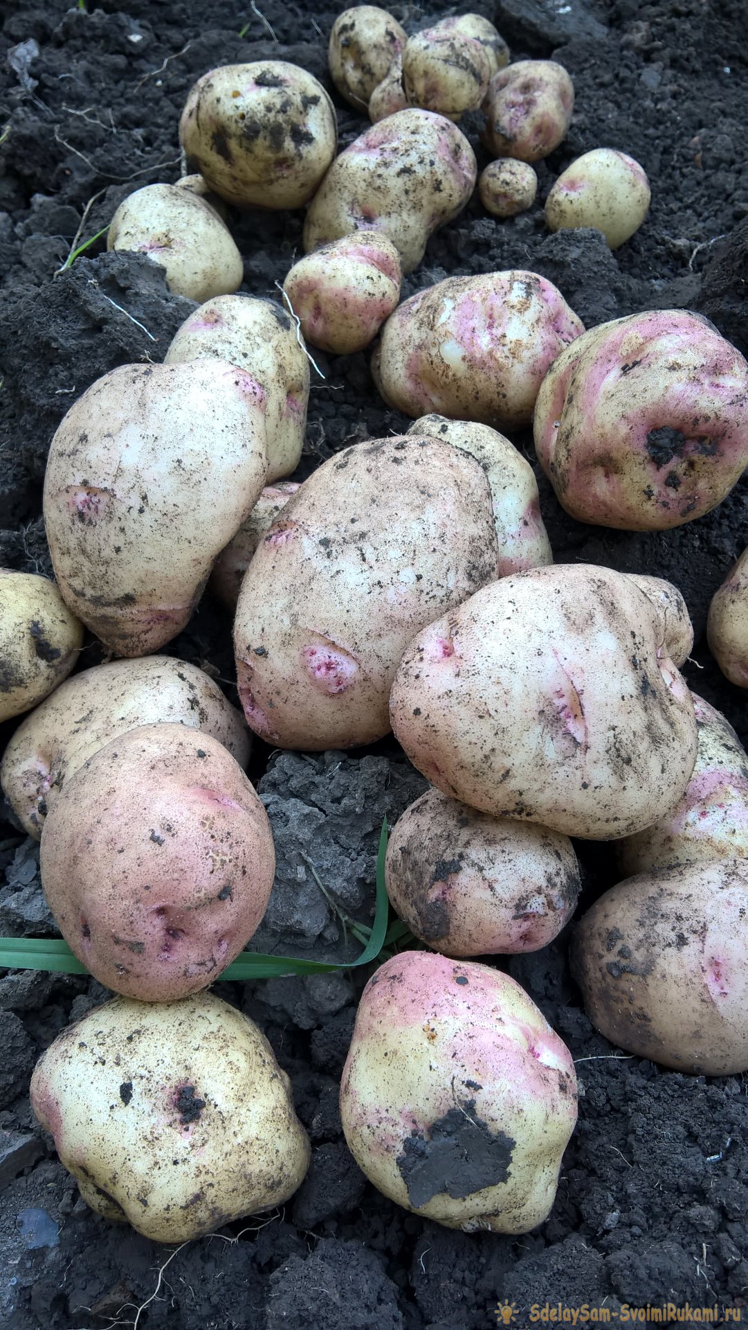 Августовская уборка картофеля. Главное – о предварительной подготовке, правилах выкапывания и секретах зимнего хранения клубней