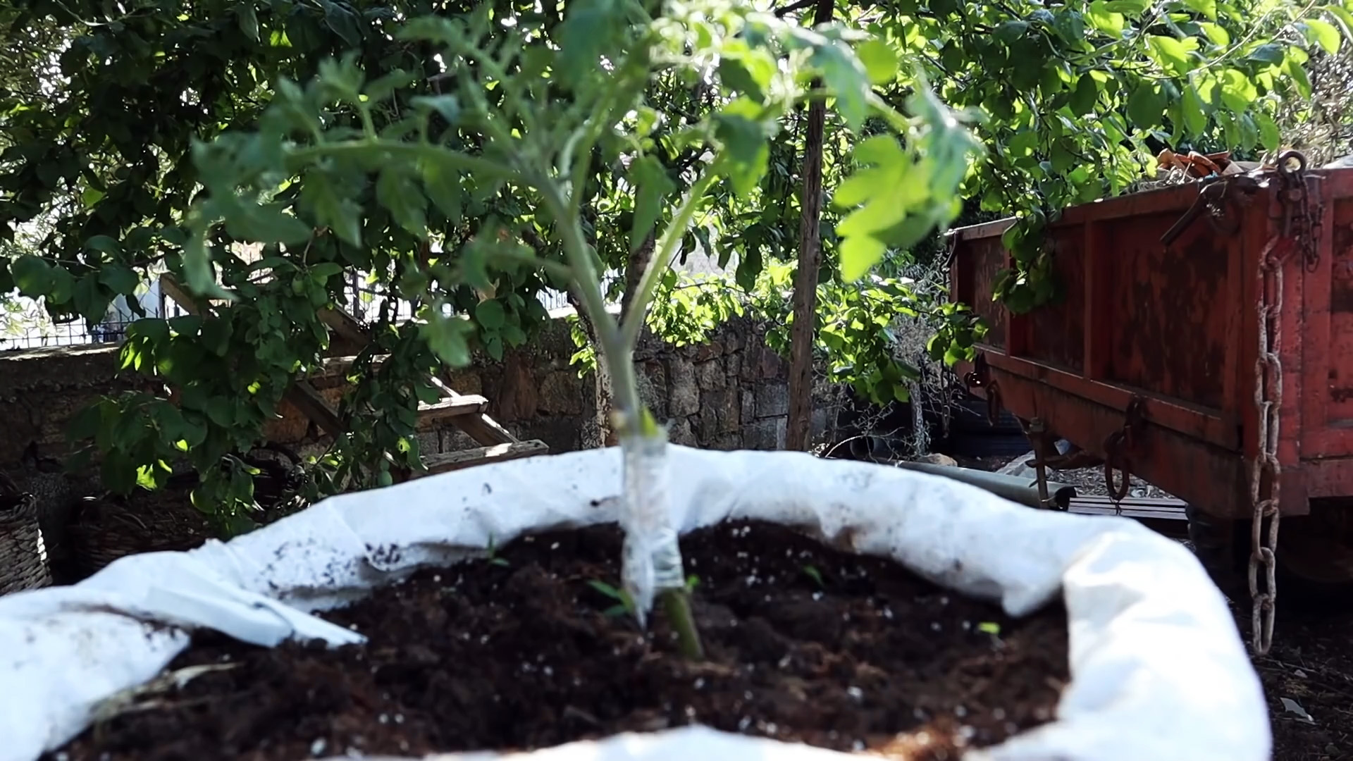 Скрещиваем помидор с картофелем, получаем удивительное растение