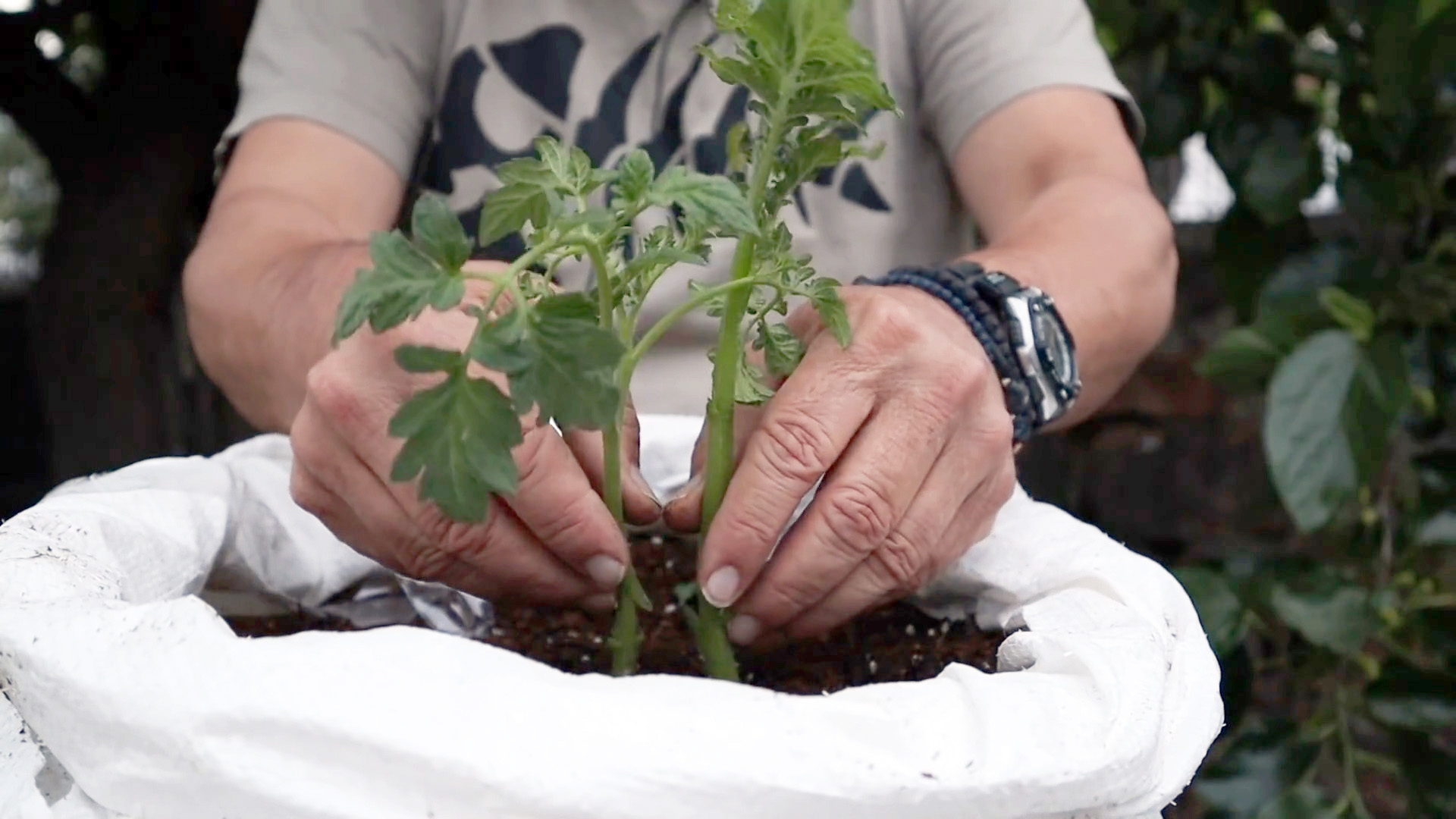 Скрещиваем помидор с картофелем, получаем удивительное растение