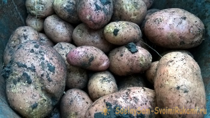Августовская уборка картофеля Главное  о предварительной подготовке правилах выкапывания и секретах зимнего хранения клубней