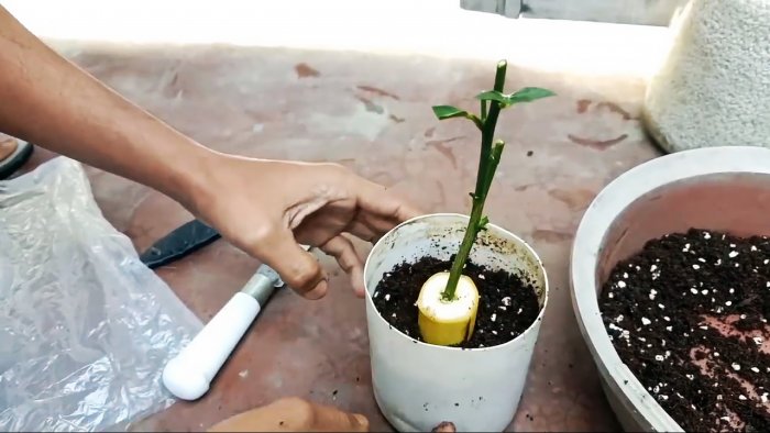Проращиваем саженцы из черенков с помощью банана