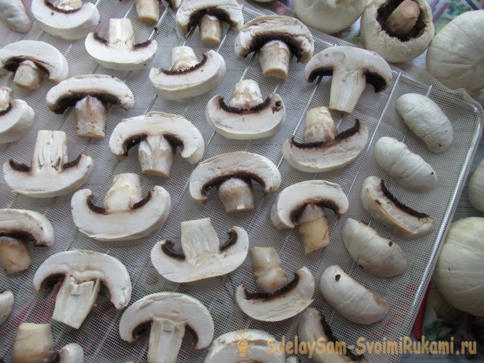 Как сделать грибной порошок в домашних условиях